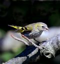 Carduelis spinus